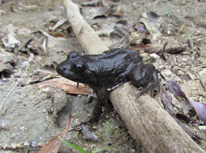 American Bullfrog